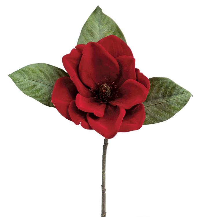 Velvet Red Magnolia